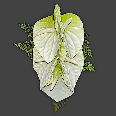 White 5 - Anthurium Clip                                                   